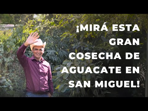 Desde San Miguel: un ejemplo de trabajo agrícola con aguacate