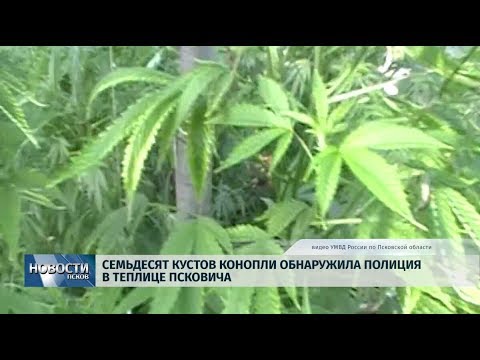 11.10.2019 / 70 кустов конопли нашли в теплице псковича