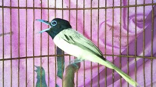 Download lagu Suara Burung Seriwang/Tali Pocong Gacor Ekor Panjang Ngeroll mp3 Download lagu Suara Burung Seriwang/Tali Pocong Gacor Ekor Panjang Ngeroll mp3