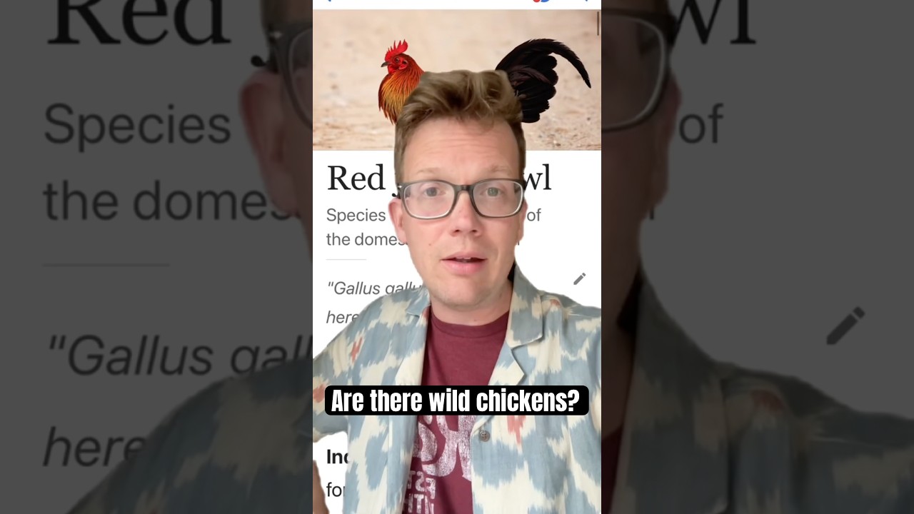Do wild chickens exist?
