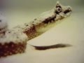 Classic Sesame Street Rattlesnake Film