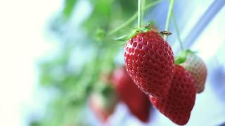苺 - strawberry