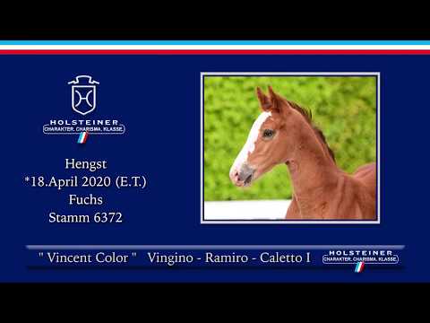 Holsteiner Online-Fohlenauktion 2020 - Vincent Colore