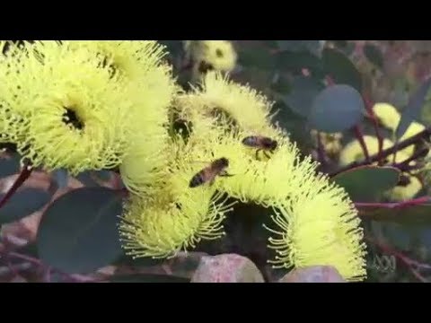 Jarrah Honey WA - ABC Landline