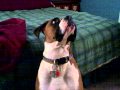 Boxer with Fly Snapping Syndrome - Chancy 