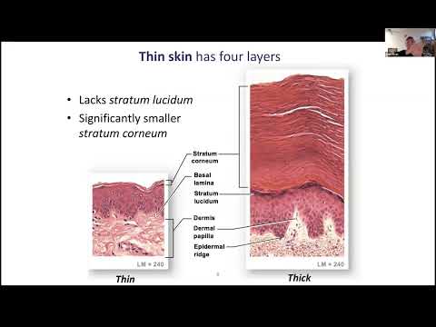 Ch05 (slides 1-17) - Integumentary System - Epidermis
