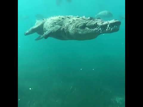 A Saltwater Crocodile