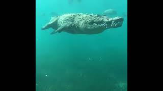 Download lagu A Saltwater Crocodile mp3 Download lagu A Saltwater Crocodile mp3