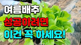 여름 배추심는시기 /7월에 심어 9월에먹는 김장배추 말고 추석배추 심어요. 배추심는시기와 방법!.배추심은후 …