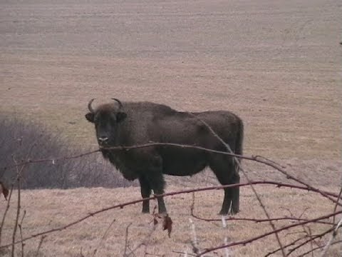 Western Bieszczady - Landscape Parks.avi