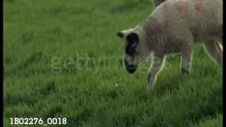 Cute lamb following rabbit