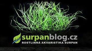 Pogostemon quadrifollius Octopus - Aquarium Plants | SURPAN.cz