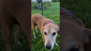 Video preview image #1 Mountain Cur-Unknown Mix Puppy For Sale in Cookeville, TN, USA