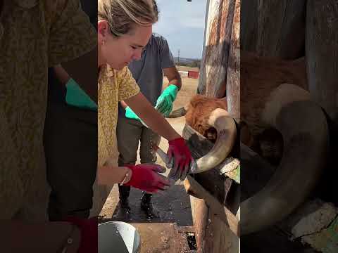 🐂🔥 Así se enfunda un toro bravo en el campo, la ganadera Marta Murube Algarra nos lo muestra