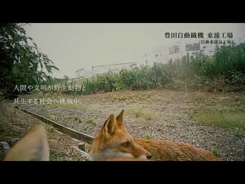 日本福祉大学チャレンジファイル「アニマルパスウェイ」篇