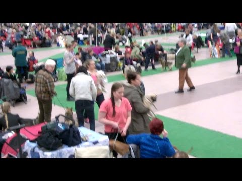 Strängnäs international dog show 15.3.2015, Swedish vallhund, best male ring