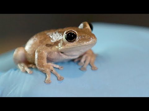 How to genetically modify frogs