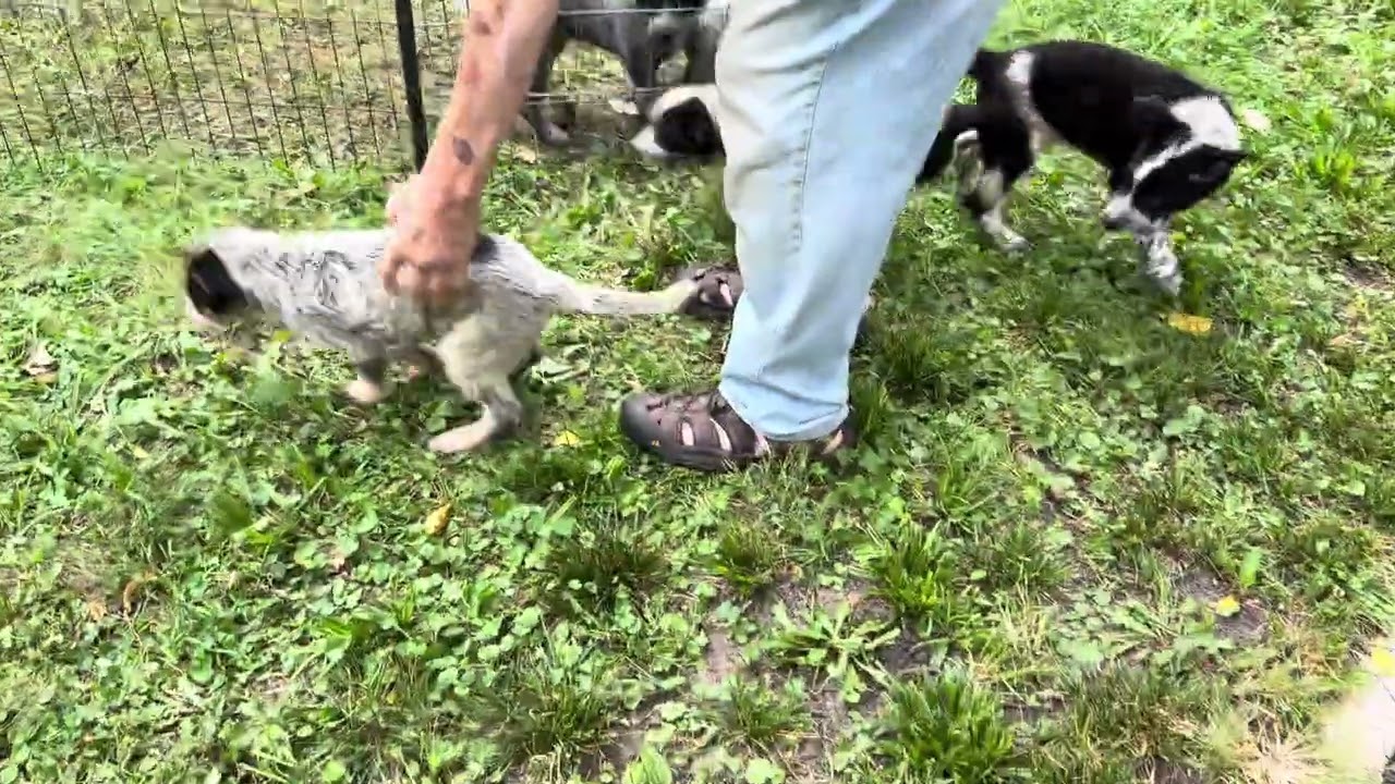 Blackie, a ADOPTABLE mixed breed in Aurora, IL video 6/6
