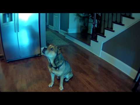 Dog Doing Tricks - Buckaroo 2001 - 2017