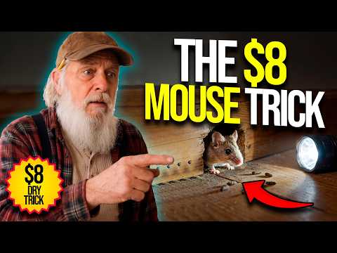 The $8 Trick That Stops Mice Before They Enter Your Home This Winter