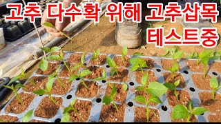 고추 다수확위해 고추삽목 테스트 합니다 고추심기 고추재배,고추관리 귀농,귀촌