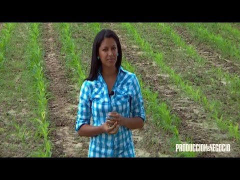 PREPARACIÓN DEL SUELO PARA LA SIEMBRA DEL MAÍZ