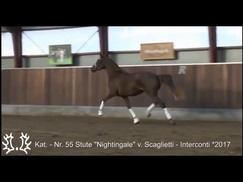 Kat. - Nr. 55 Stute "Nightingale" v. Scaglietti - Interconti *2017