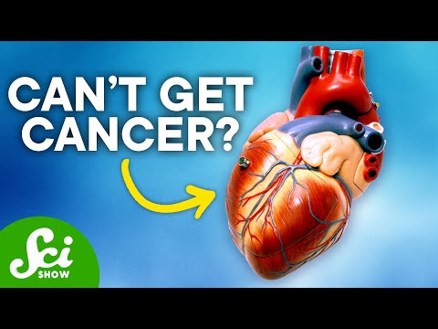 【看影片長知識】為什麼「心臟癌症」那麼少見？Why Is Heart Cancer So Rare?