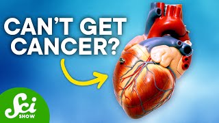 Why Is Heart Cancer So Rare?