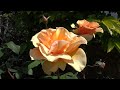♥ "More" (than the greatest love the world has known)