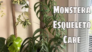 🌿 Monstera Esqueleto Care - The Crown Jewel of Rare Houseplants