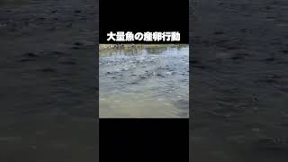 大量に居る魚の群れ #shorts