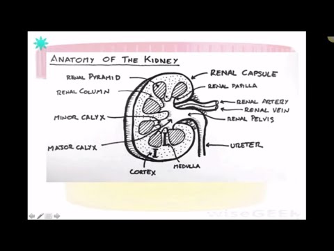 Urinary Anatomy of the Dog and Cat (VETERINARY TECHNICIAN EDUCATIONAL VIDEO)