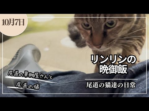 鳥の餌箱ロビンガーデン