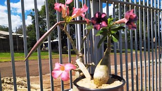 Mais uma etapa concluda no jardim e as flores j comearam a encantar