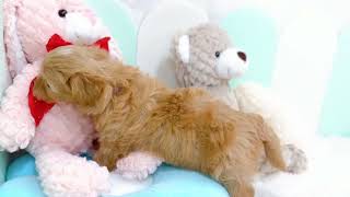 ハーフ犬の動画01
