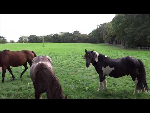 10 Hours of Horses in the Field