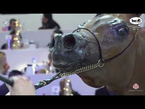 N 50 PROTEKCJA   World Arabian Horse Championship 2021   PARIS   Senior Mares Class 3A