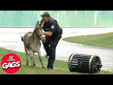 Laughing with the Wild: Just For Laughs' Animal Pranks