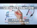 Ubiquitination of Proteins and Protein Degradation