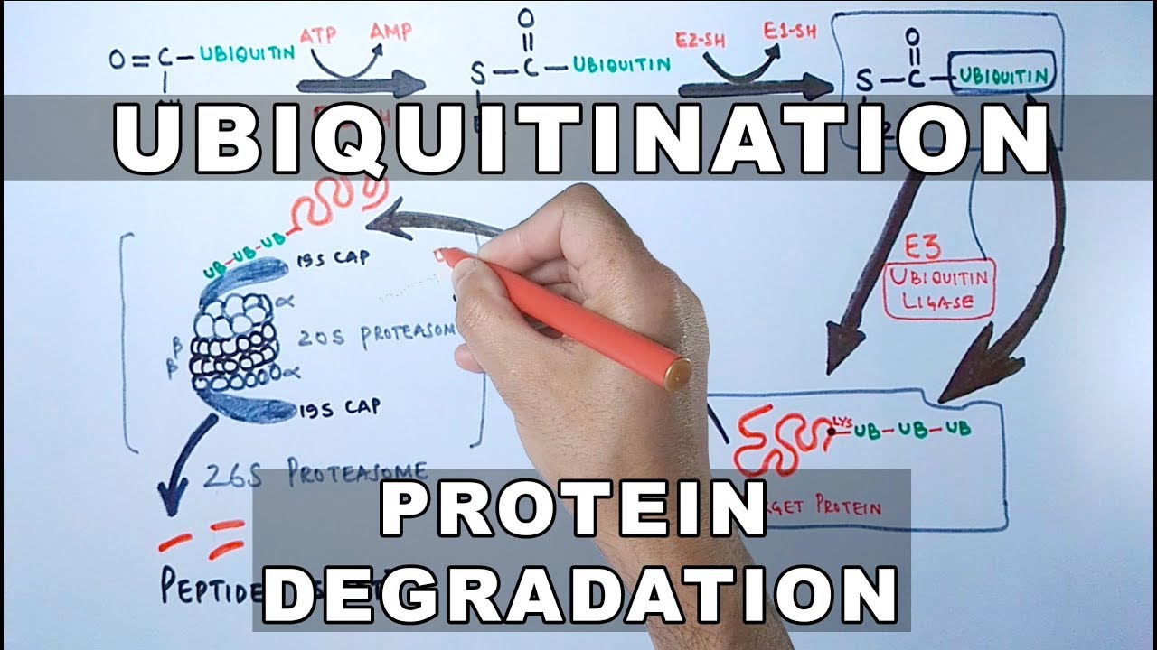 Ubiquitination of Proteins and Protein Degradation - YouTube