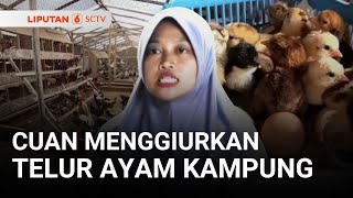 Download lagu Cuan Menggiurkan Bisnis Telur Ayam Kampung | Liputan 6 mp3