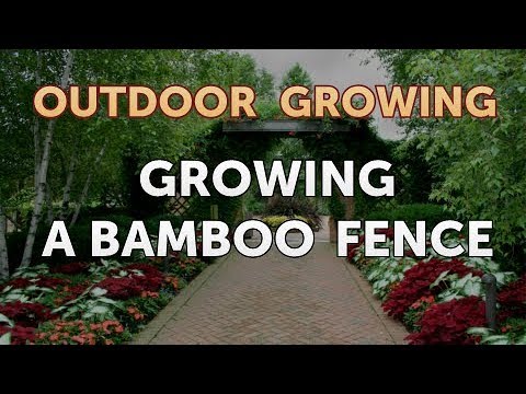 Will Salt or Vinegar Kill Bamboo