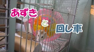 ジャンガリアンハムスターあずき(3F)と回し車