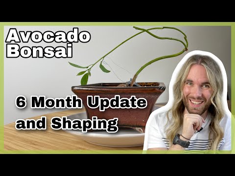 Avocado Bonsai Six Month Update and Shaping