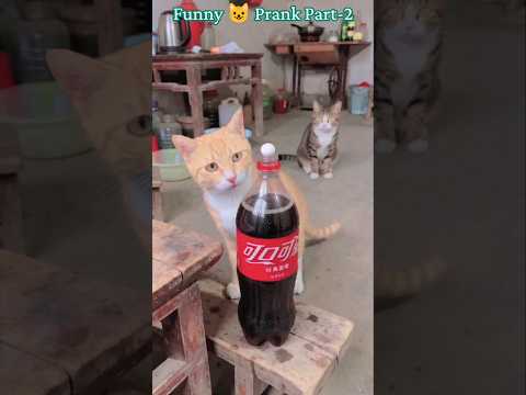 “Try Not to Laugh 😂 Funniest Animal Moments!”