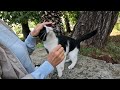 Tuxie The Cat Talks To Me With Her Cute Trilling Meows