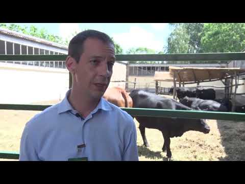 Anguse Serbia-Farma angus goveda