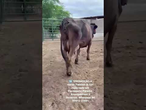 4 Vacas Paridas: 6.700 reais cada em Passagem/ Paraíba. Acompanham 4 Bezerros.ZAP 84 99810 2784*