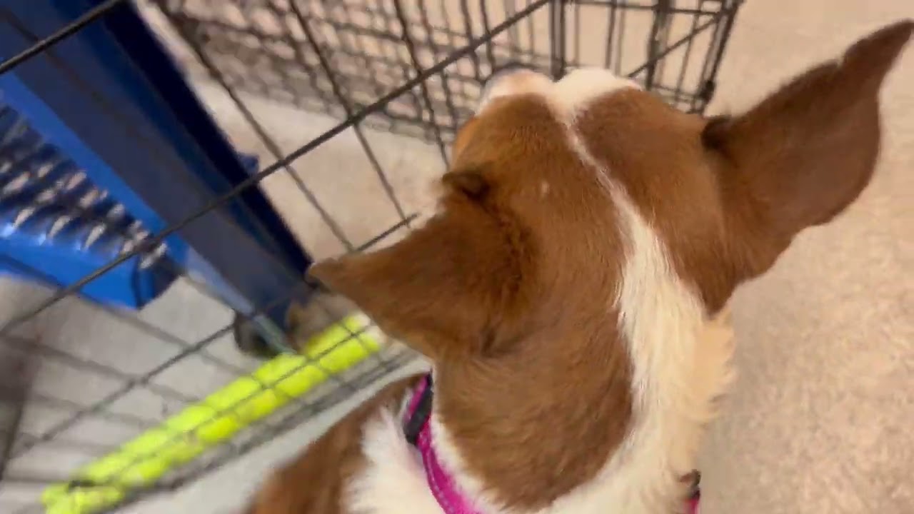 Juanita, a Adoptable Cattle Dog in Wheeling, IL video 6/6
